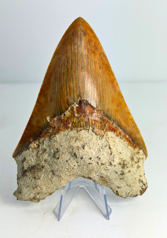 Dente di Megalodon "Fine Sea" (Indonesia) - 14 cm