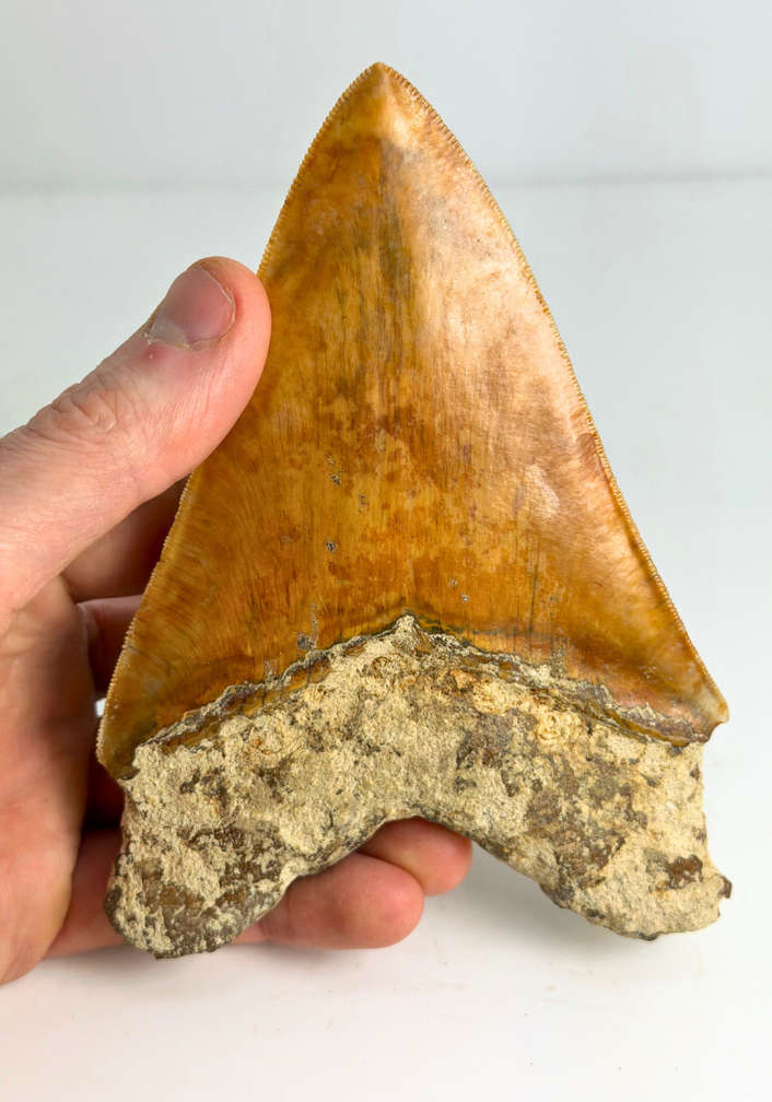 Megalodon tooth "Fine Sea" (Indonesia) - 14 cm