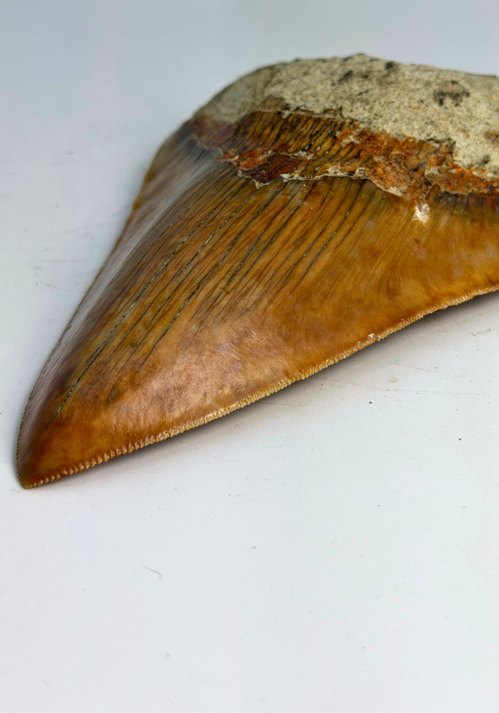 Megalodon-Zahn "Fine Sea" (Indonesien) - 14 cm