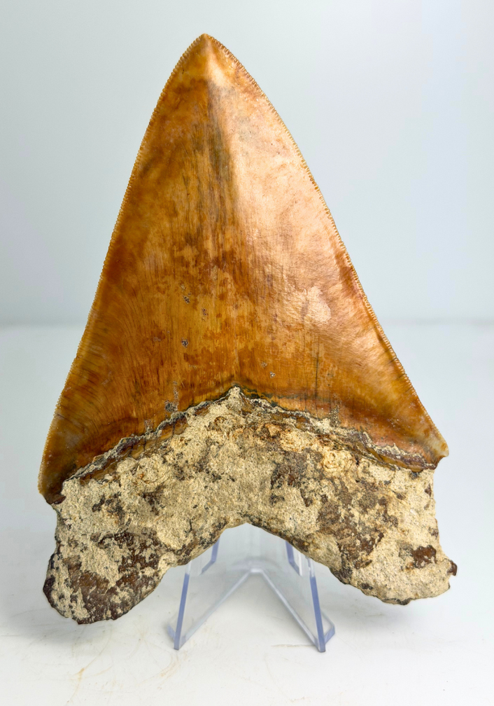 Dente di Megalodon "Fine Sea" (Indonesia) - 14 cm
