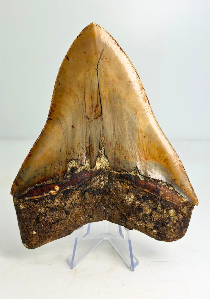 Megalodon tand "Holy Stone" (Indonesië) - 13,5 cm