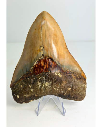 Diente de Megalodon "Holy Stone" (Indonesia) - 13,5 cm