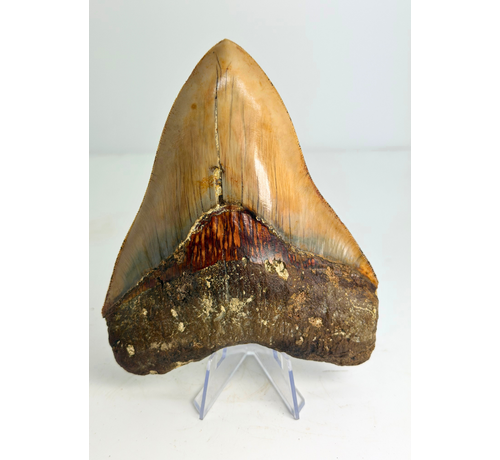 Dent de mégalodon "Holy Stone" (Indonésie) - 13,5 cm