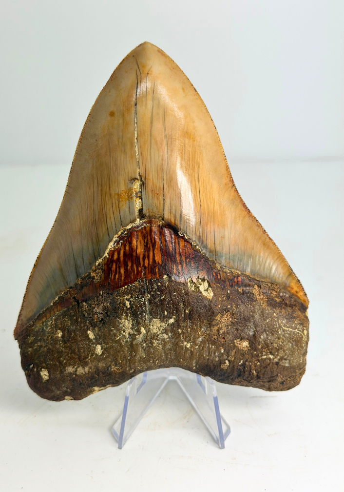 Dent de mégalodon "Holy Stone" (Indonésie) - 13,5 cm