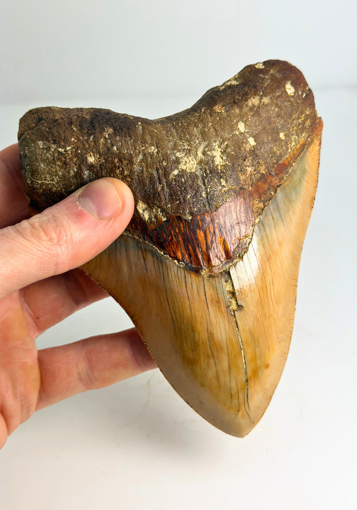 Megalodon tand "Holy Stone" (Indonesië) - 13,5 cm