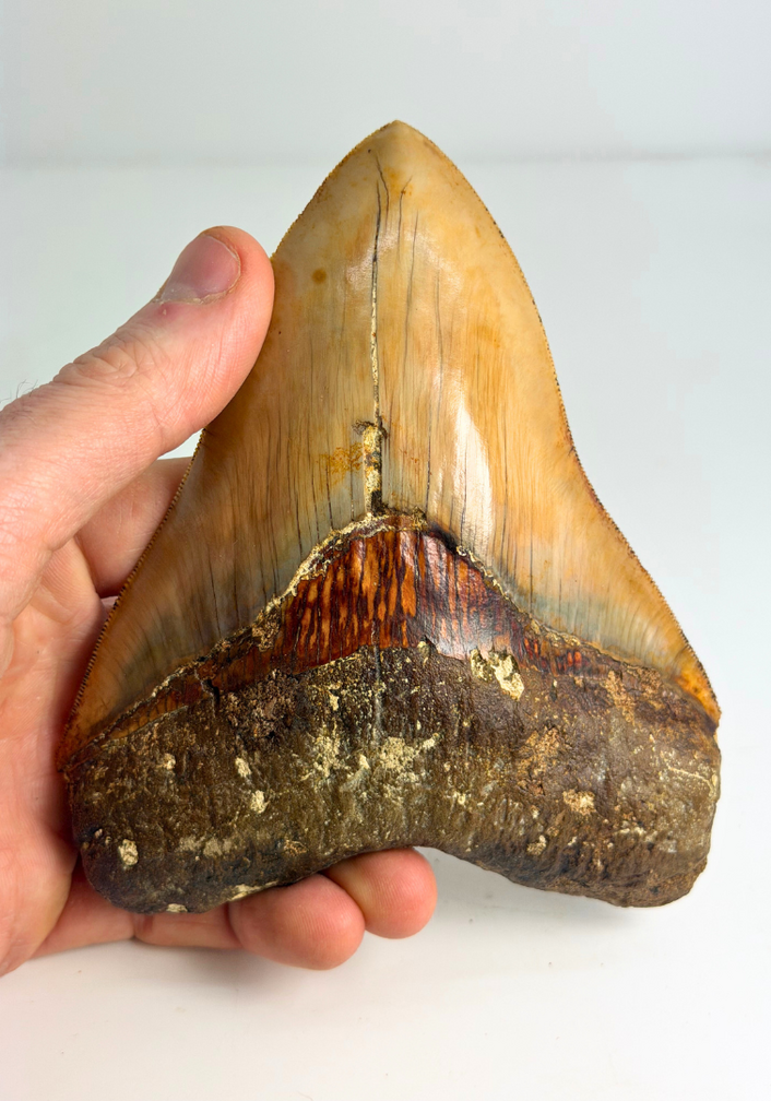 Megalodon tooth "Holy Stone" (Indonesia) - 13,5 cm