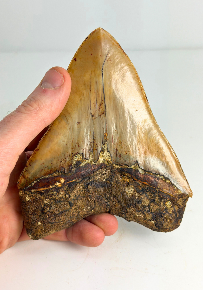 Megalodon tooth "Holy Stone" (Indonesia) - 13,5 cm