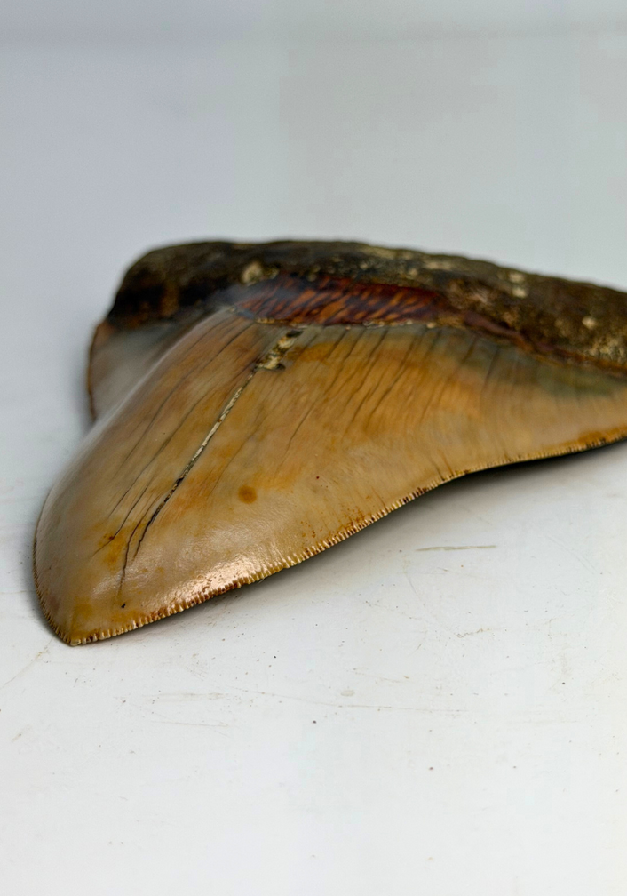 Megalodon tooth "Holy Stone" (Indonesia) - 13,5 cm