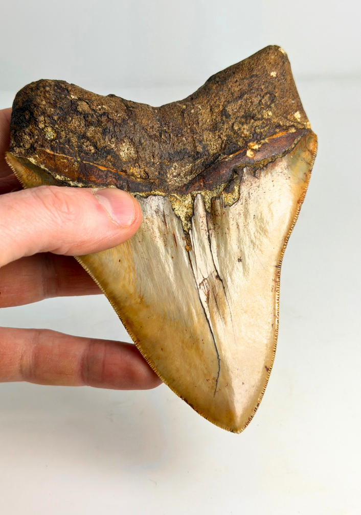 Megalodon tooth "Holy Stone" (Indonesia) - 13,5 cm