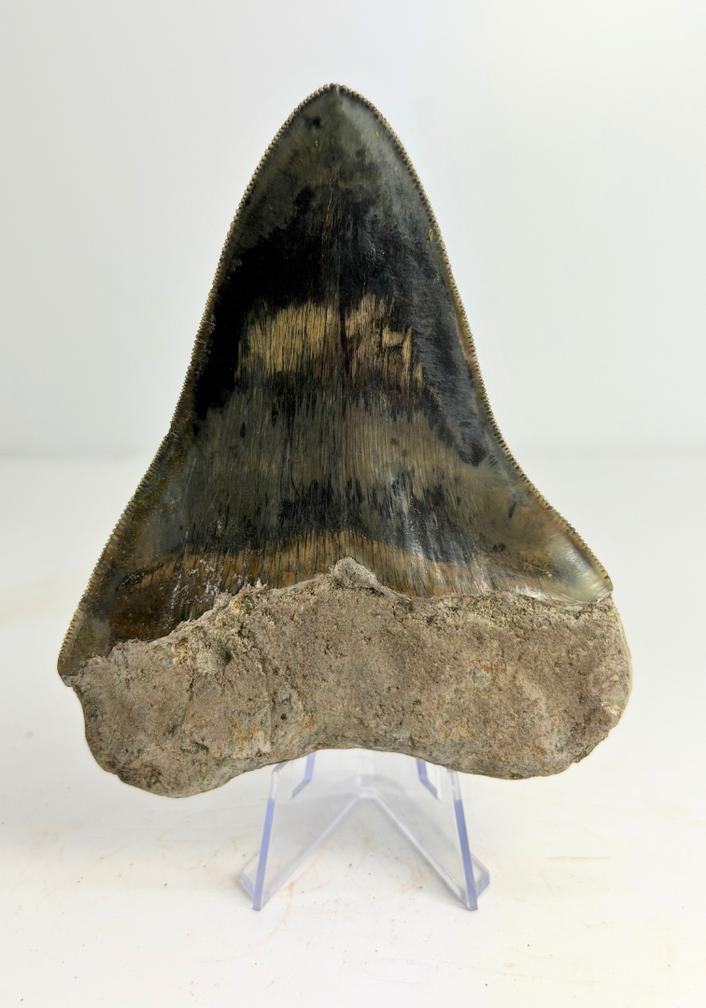 Megalodon Tand "Clouded Skies" (Indonesië) - 11,9 cm