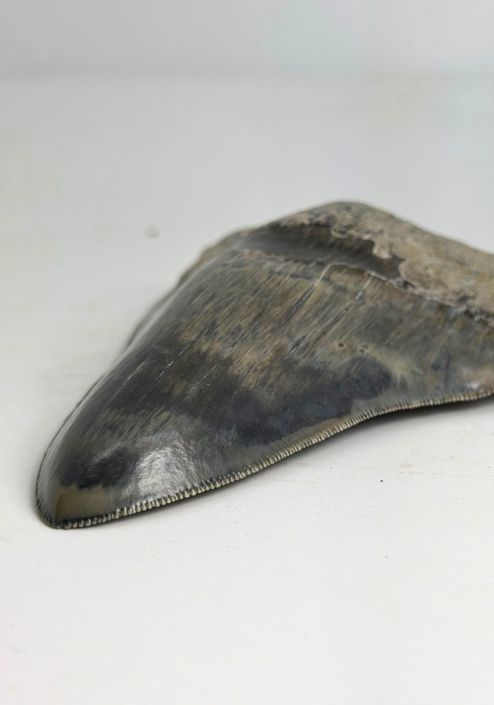 Megalodon-Zahn "Clouded Skies" (Indonesien) - 11,9 cm