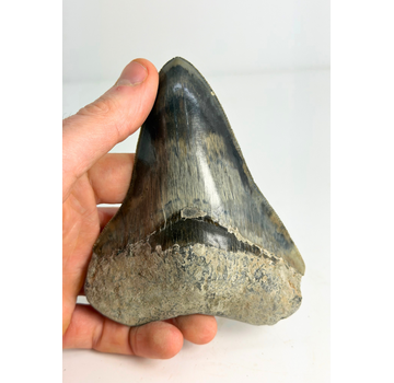 Diente de Megalodón "Clouded Skies" (Indonesia) - 11,9 cm