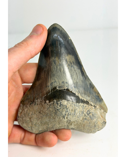 Diente de Megalodón "Clouded Skies" (Indonesia) - 11,9 cm