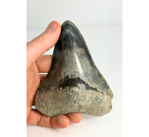 Megalodon Tooth "Clouded Skies" (Indonesia) - 11,9 cm