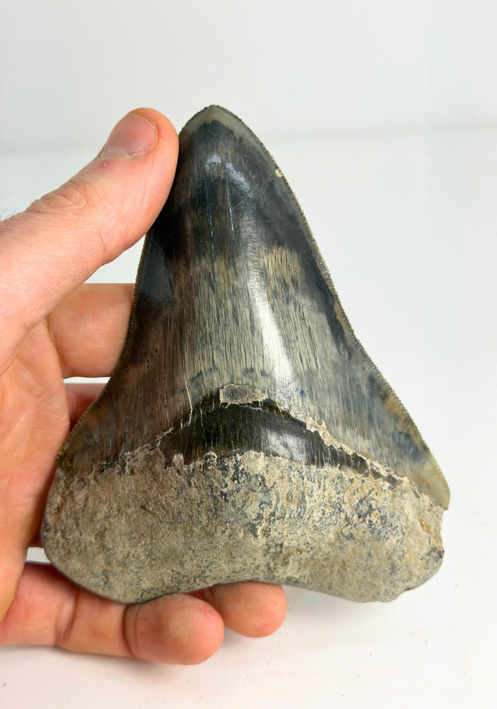 Dent de mégalodon "Clouded Skies" (Indonésie) - 11,9 cm