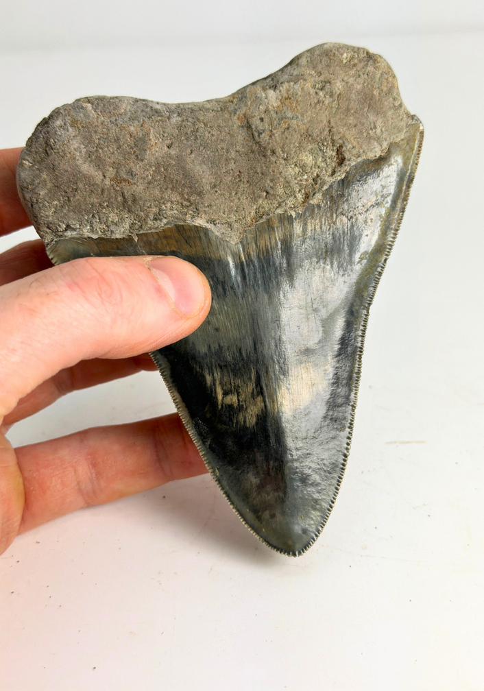 Megalodon-Zahn "Clouded Skies" (Indonesien) - 11,9 cm