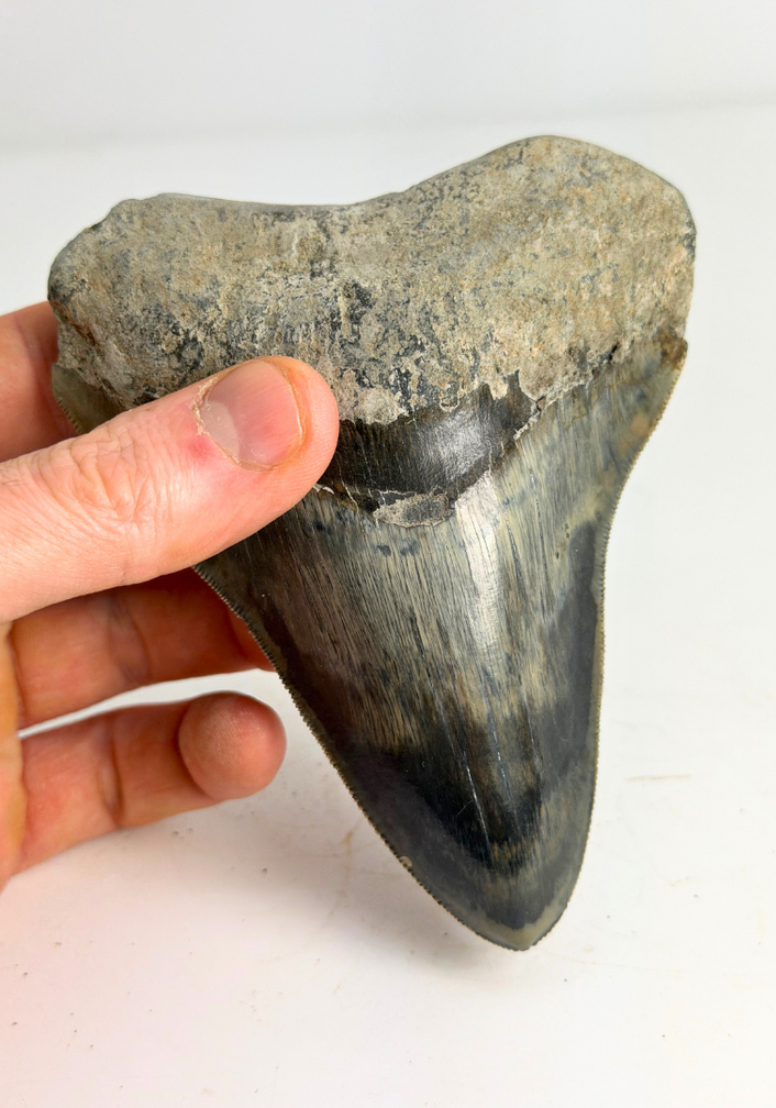 Dent de mégalodon "Clouded Skies" (Indonésie) - 11,9 cm