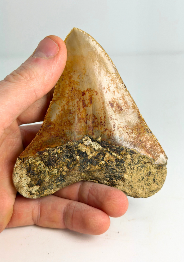 Megalodon Tand "Mark of Water" (Indonesië) - 10,1 cm