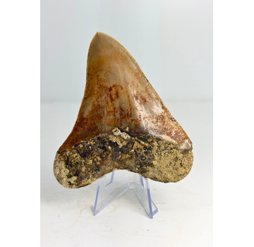 Megalodon Tand "Mark of Water" (Indonesië) - 10,1 cm