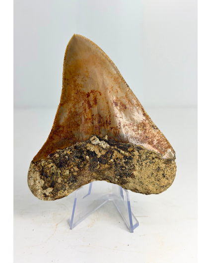 Dente di megalodonte "Mark of Water" (Indonesia) - 10,1 cm