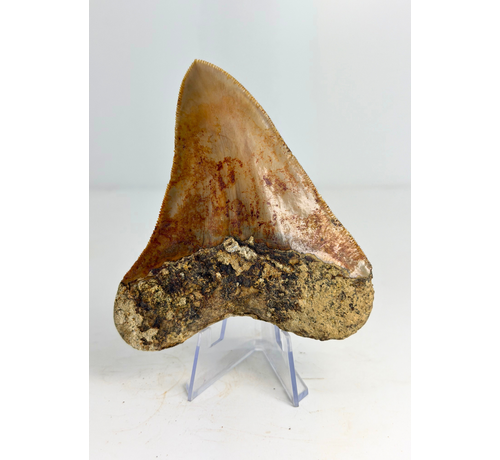 Megalodon-Zahn "Mark of Water" (Indonesien) - 10,1 cm
