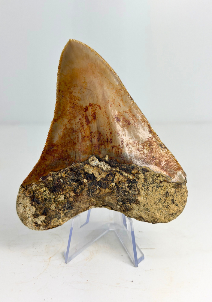 Megalodon-Zahn "Mark of Water" (Indonesien) - 10,1 cm