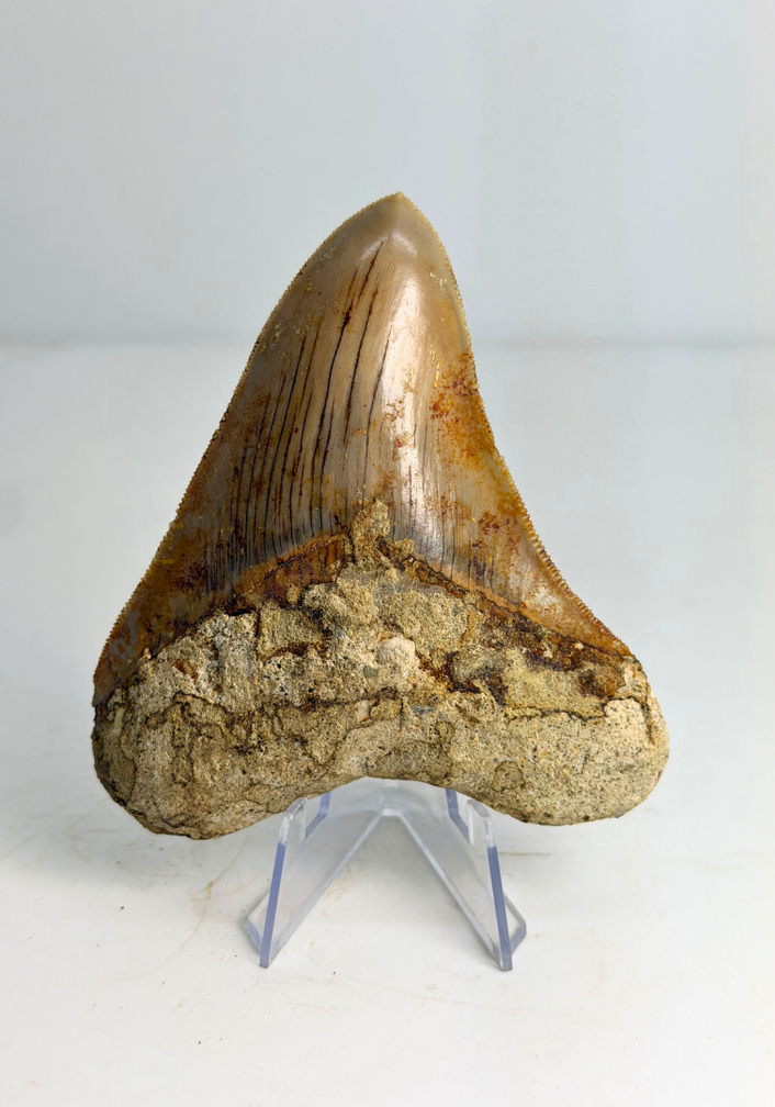 Megalodon-Zahn "Mark of Water" (Indonesien) - 10,1 cm