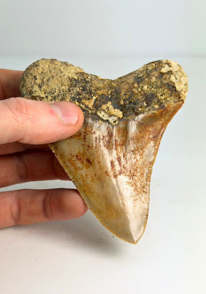 Dente di megalodonte "Mark of Water" (Indonesia) - 10,1 cm