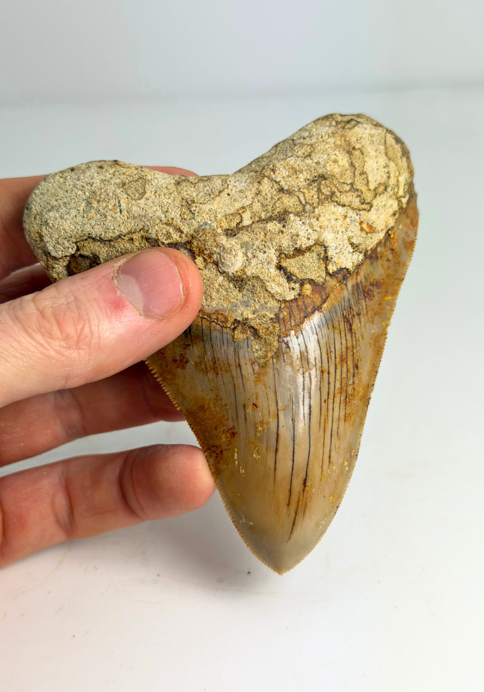 Megalodon Tand "Mark of Water" (Indonesië) - 10,1 cm