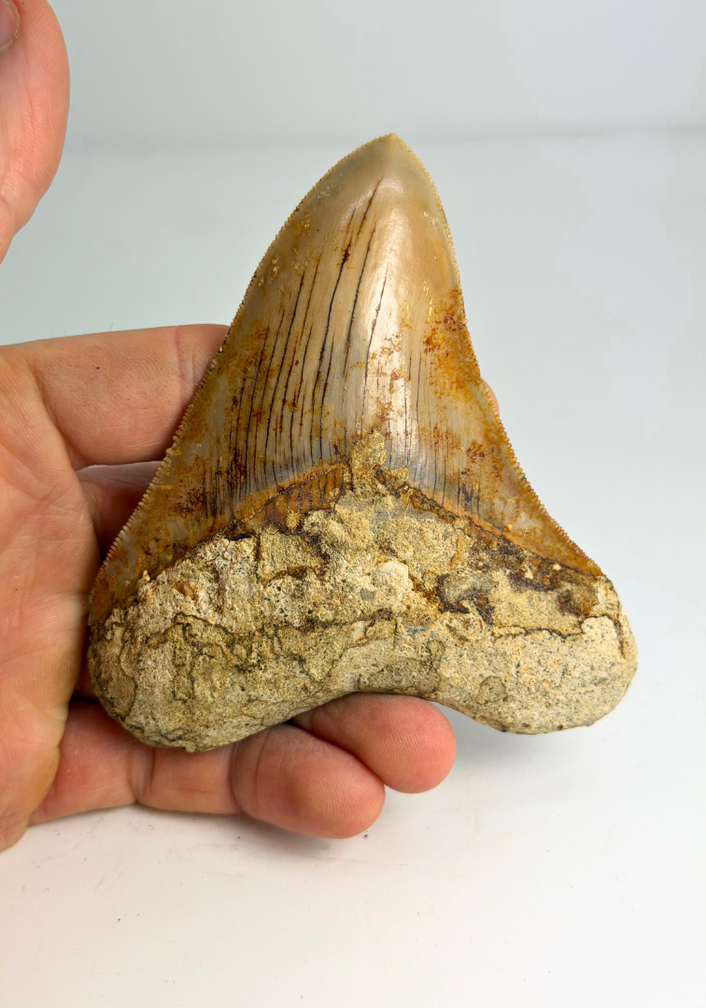 Megalodon-Zahn "Mark of Water" (Indonesien) - 10,1 cm