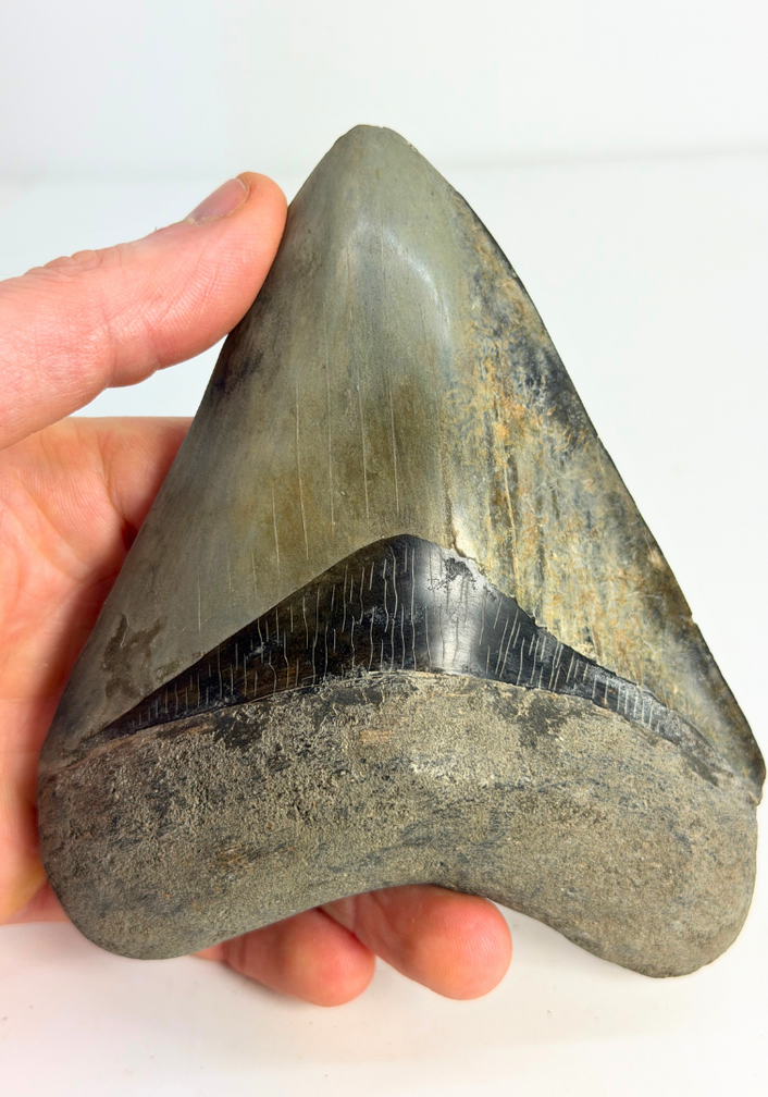Megalodon Tooth ‘Dragon Lore’ (Indonesia) - 13,2 cm