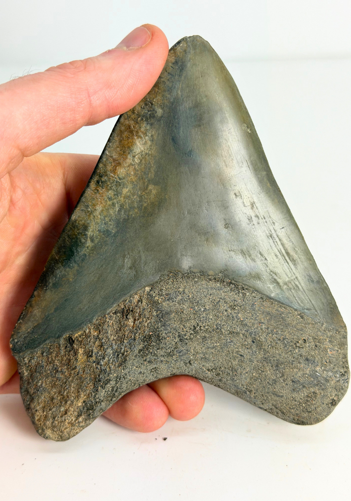 Megalodon Tooth ‘Dragon Lore’ (Indonesia) - 13,2 cm