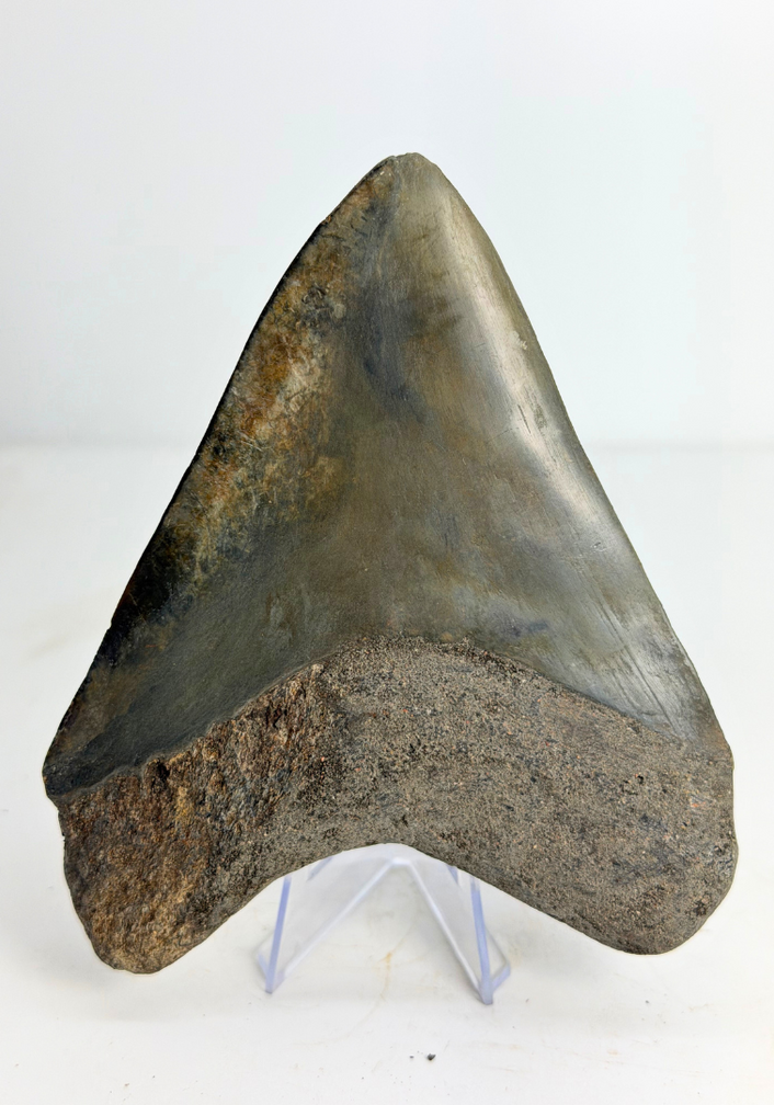 Dente di megalodonte “Dragon Lore” (Indonesia) - 13,2 cm