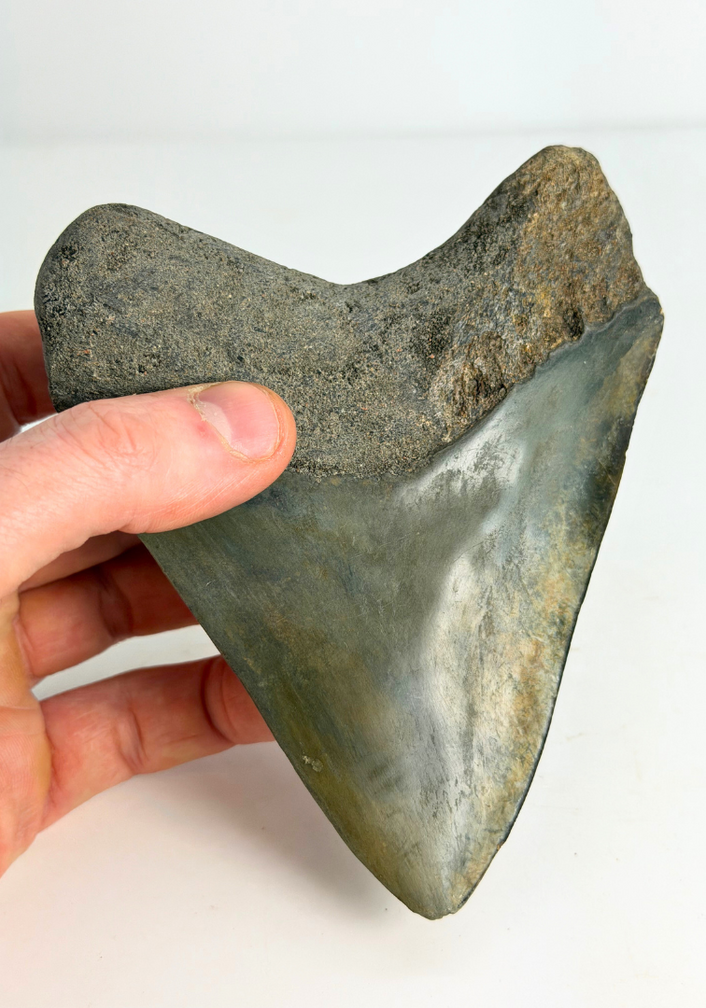 Megalodon Tooth ‘Dragon Lore’ (Indonesia) - 13,2 cm