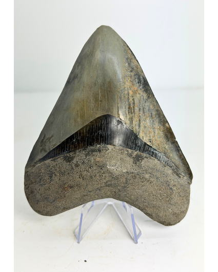 Megalodon Tand "Dragon Lore" (Indonesië) - 13,2 cm