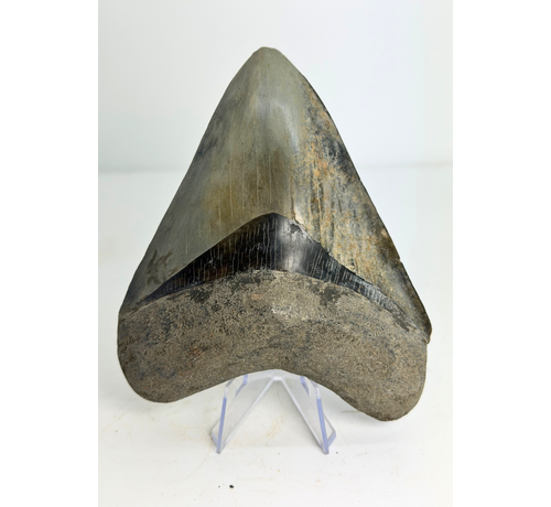 Megalodon-Zahn „Drachenkunde“ (Indonesien) - 13,2 cm