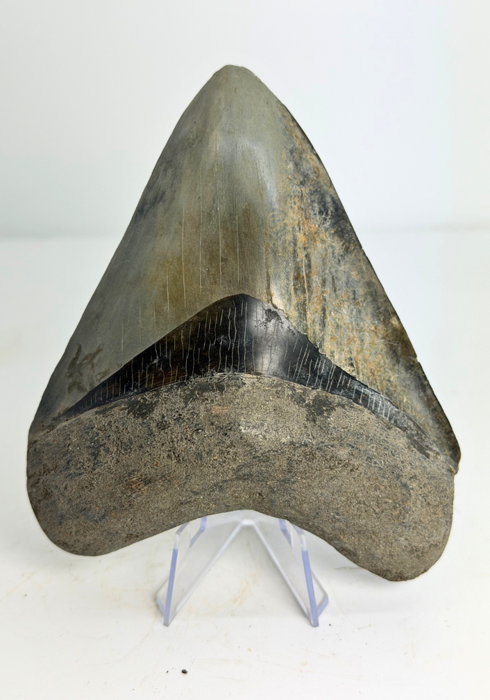 Megalodon-Zahn „Drachenkunde“ (Indonesien) - 13,2 cm