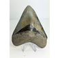 Megalodon Tooth ‘Dragon Lore’ (Indonesia) - 13,2 cm
