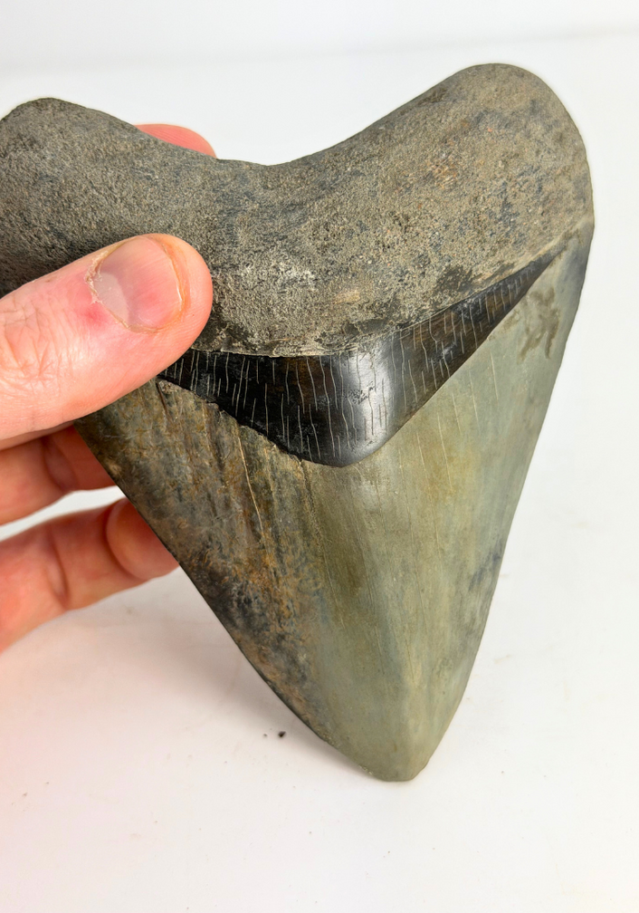 Megalodon Tooth ‘Dragon Lore’ (Indonesia) - 13,2 cm