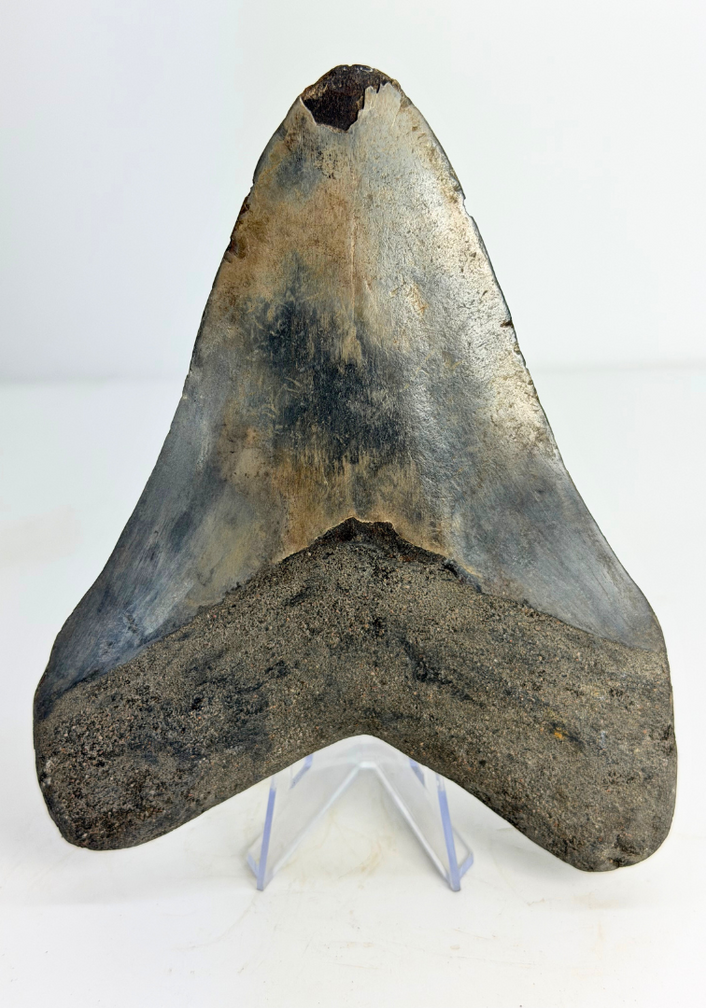 Megalodon tooth ''Dragon's Resentment'' (Indonesia) - 14,2 cm