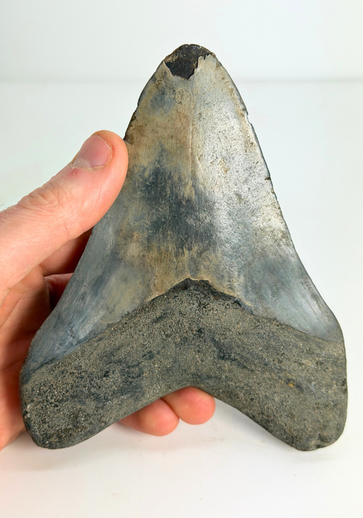 Dente di Megalodon "Dragon's Resentment" (Indonesia) - 14,2 cm