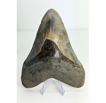 Dent de mégalodon ''Dragon's Resentment'' (Indonésie) - 14,2 cm