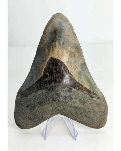 Megalodon tooth ''Dragon's Resentment'' (Indonesia) - 14,2 cm