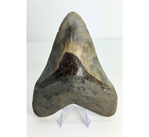 Megalodon-Zahn Dragon's Resentment" (Indonesien) - 14,2 cm