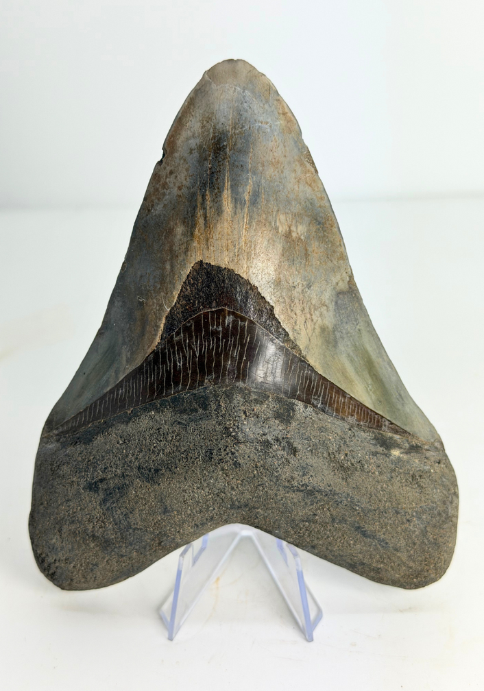 Dente di Megalodon "Dragon's Resentment" (Indonesia) - 14,2 cm
