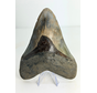 Megalodon-Zahn Dragon's Resentment" (Indonesien) - 14,2 cm