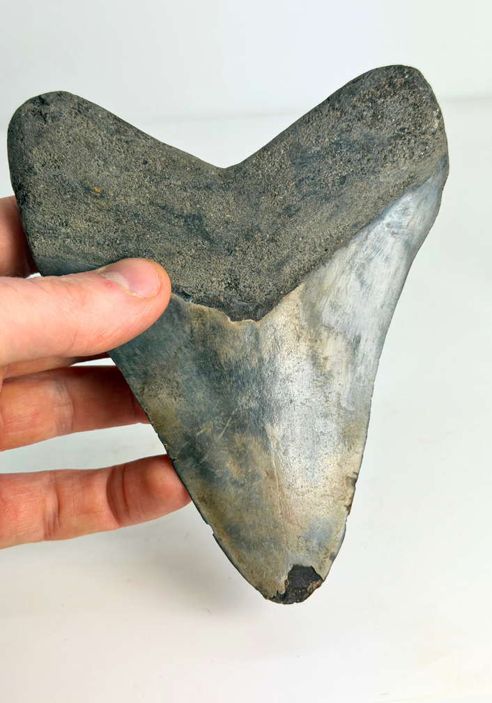 Megalodon tand ''Dragon's Resentment'' (Indonesië) - 14,2 cm
