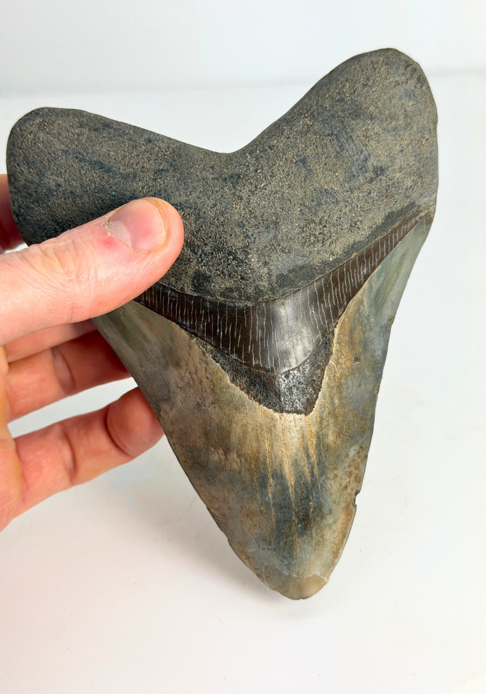 Dente di Megalodon "Dragon's Resentment" (Indonesia) - 14,2 cm