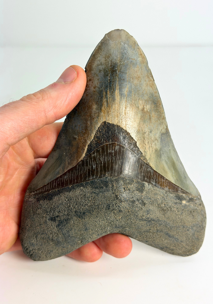 Dent de mégalodon ''Dragon's Resentment'' (Indonésie) - 14,2 cm