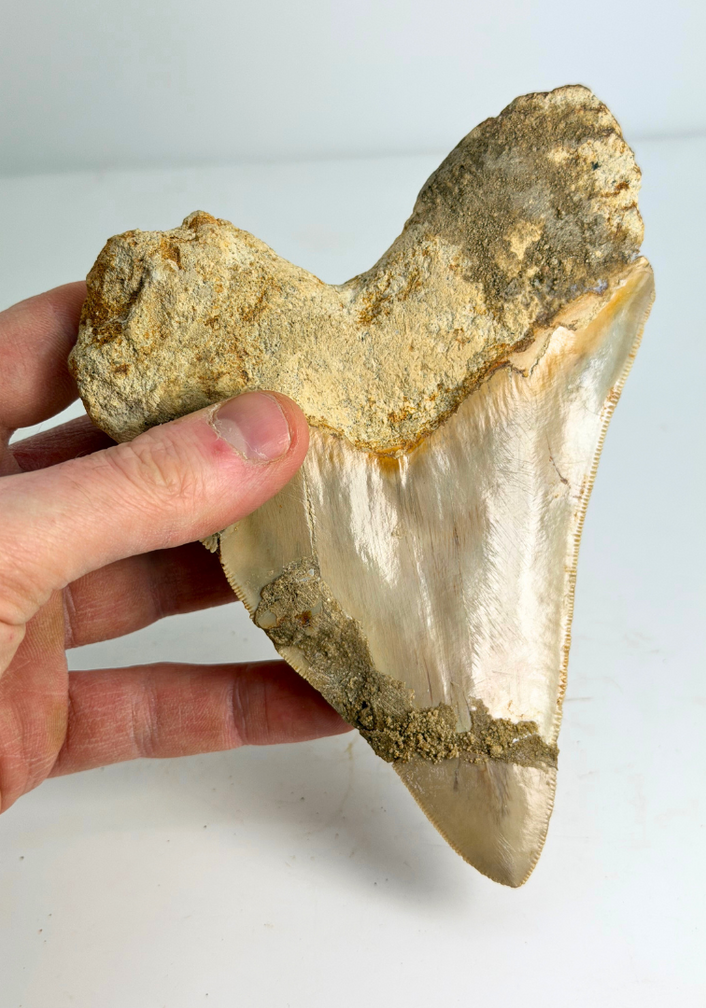 Megalodon tooth ''The Prophet'' (Indonesia) -  15,2 cm